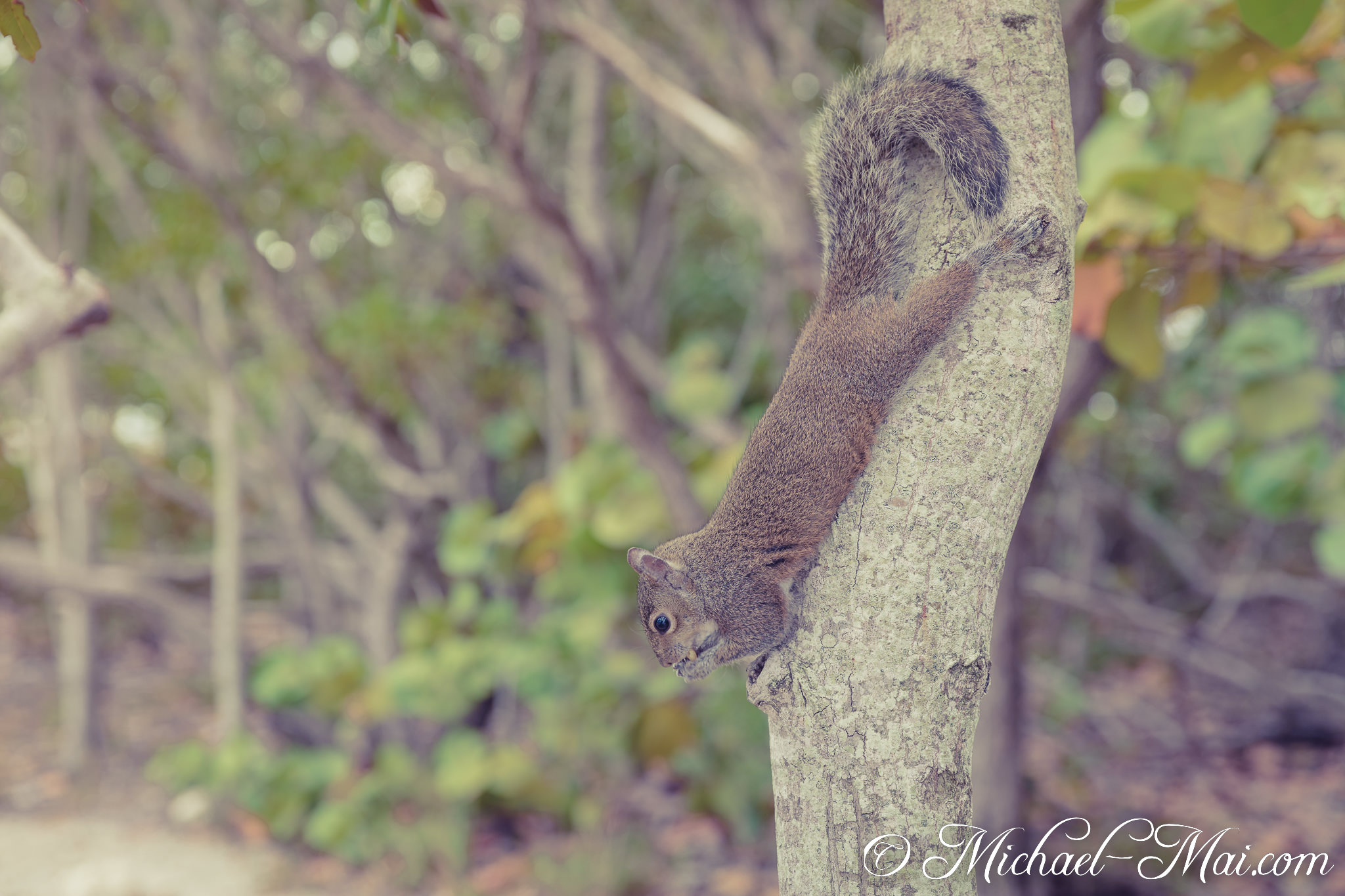 Head-first, a determined squirrel forages down a rough tree trunk with a small bite. | Anglers Park, Florida, United States