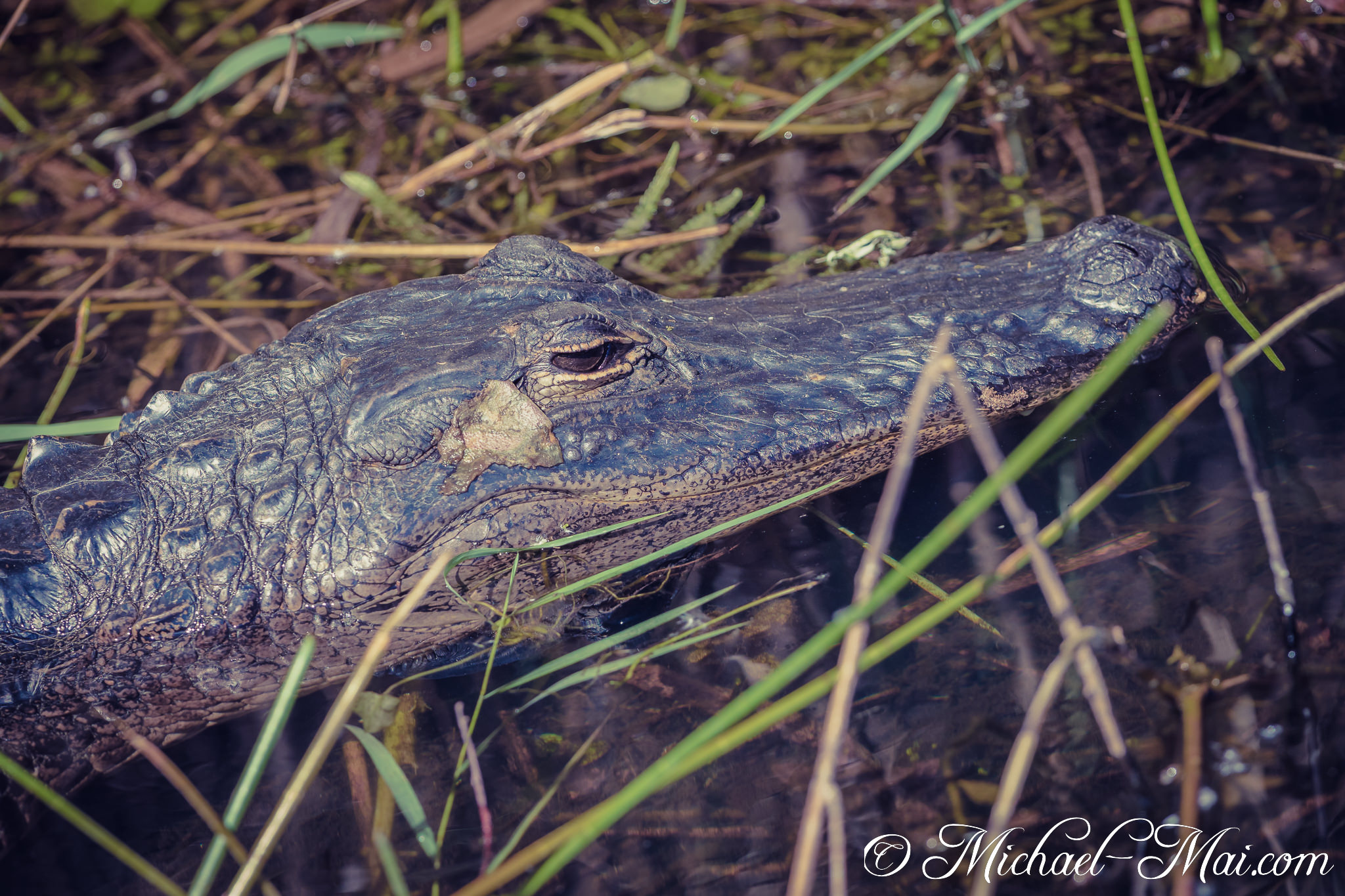 Everglades_KeyLargo_012