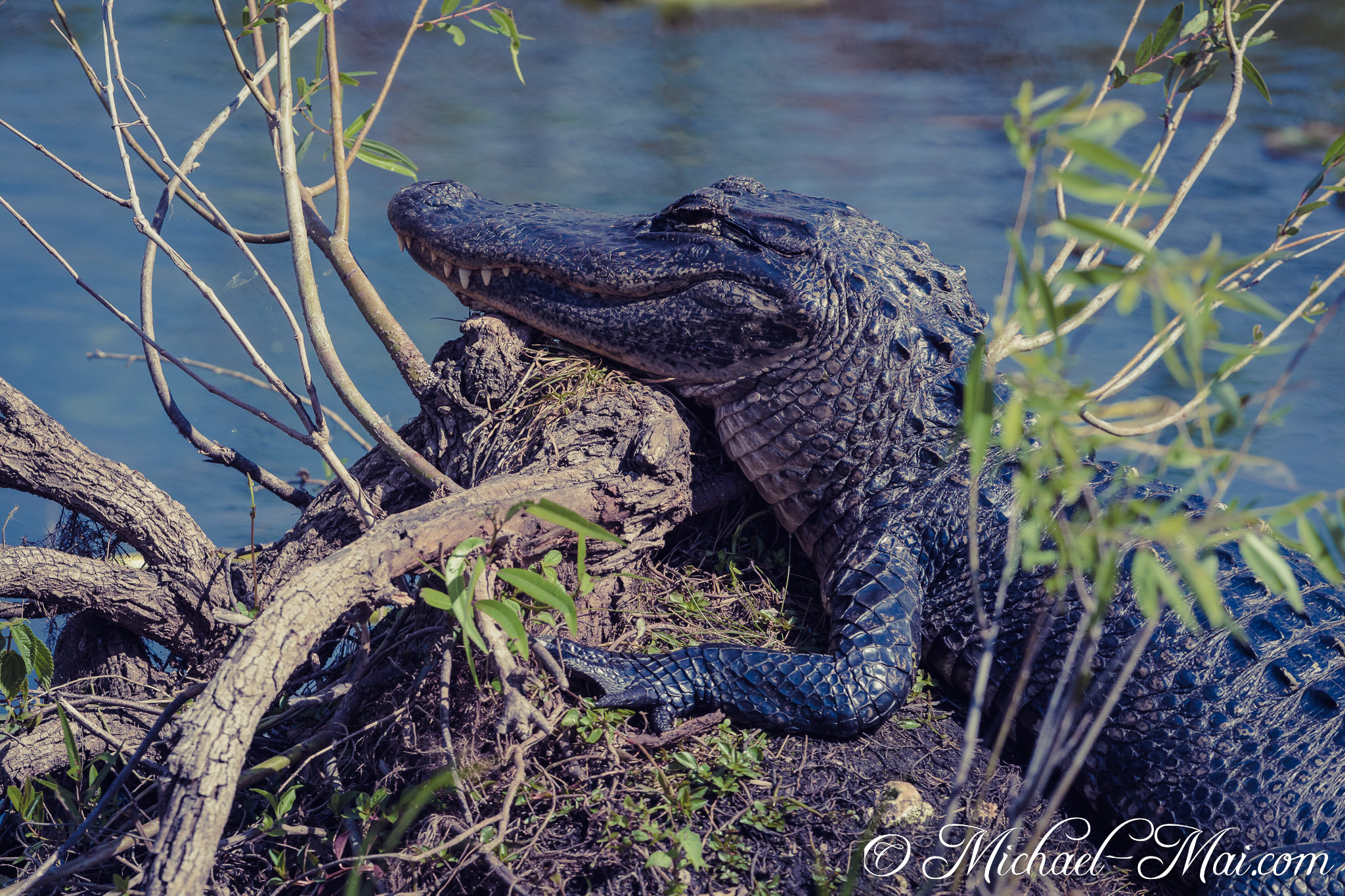 Everglades_KeyLargo_017