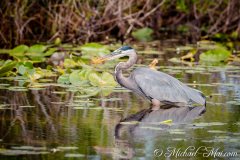 Everglades_KeyLargo_005