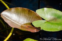 Everglades_KeyLargo_007