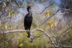 Everglades_KeyLargo_008