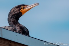 Everglades_KeyLargo_009