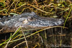 Everglades_KeyLargo_011