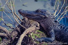 Everglades_KeyLargo_019