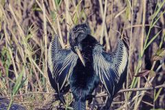 Everglades_KeyLargo_026