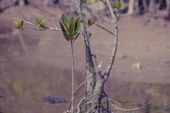 Everglades_KeyLargo_033