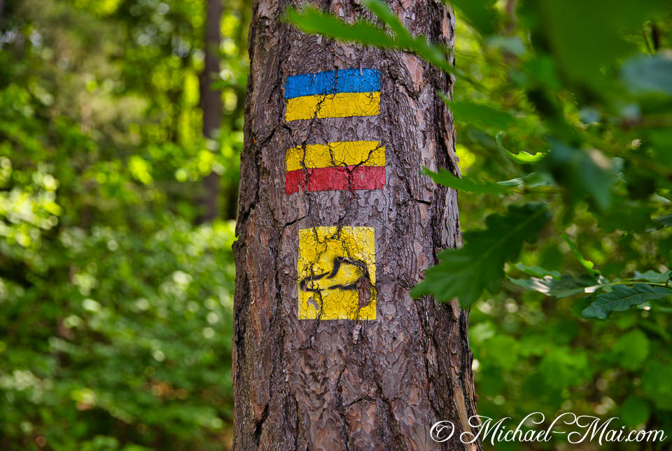 Distinctive painted trail markers guide adventurers on a textured tree trunk. | Hauenstein, Germany