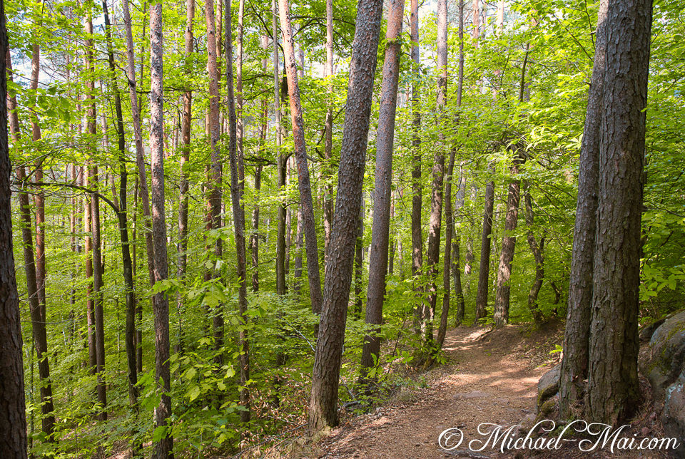 Sunlit path winds through a vibrant forest, celebrating lush new spring growth. | Hauenstein, Germany