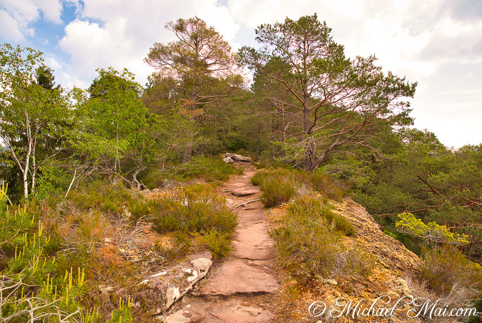 Forest trail climbs amidst rugged rocks and varied trees under a bright sky. | Hauenstein, Germany