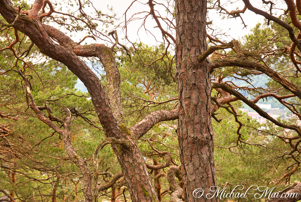 Gnarled pine trunks and branches weave intricate patterns above a distant valley. | Hauenstein, Germany
