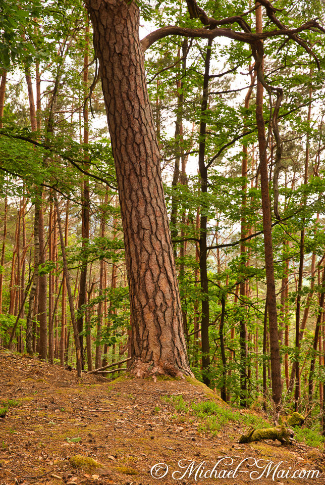 Leaning pine's rugged bark anchors a vibrant forest scene under diffused light. | Hauenstein, Germany