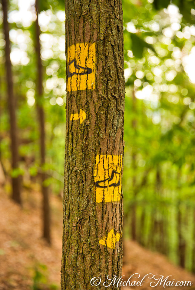 Vibrant yellow symbols guide hikers along a textured forest path. | Hauenstein, Germany