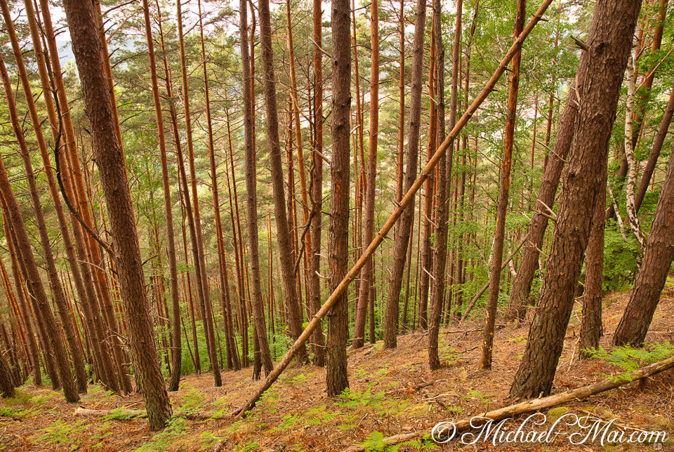 Tall, slender pine trunks stand dense, with a fallen log cutting diagonally through the forest. | Hauenstein, Germany