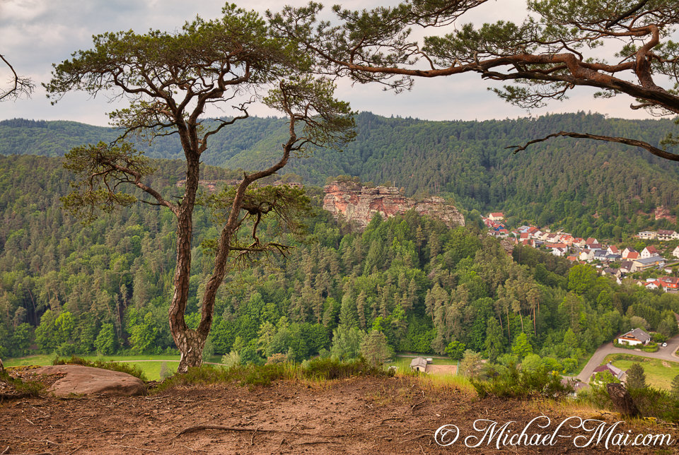 Gnarled pine branches frame a vast forest valley with sandstone cliffs and a village below. | Hauenstein, Germany