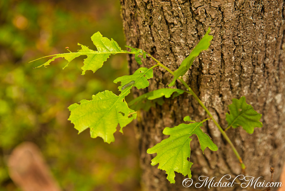 Small caterpillar munches on vibrant green oak leaves, clinging to rough tree bark. | Hauenstein, Germany