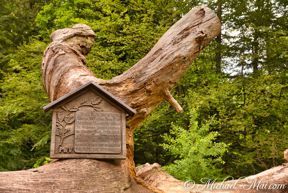 Ancient oak trunk bears a carved wooden sign detailing its impressive dimensions. | Hauenstein, Germany