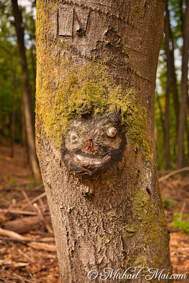 Whimsical face with mossy hair smiles from the textured bark of a forest tree. | Hauenstein, Germany