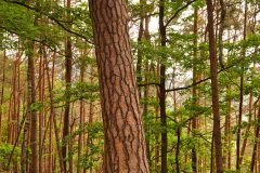 Hauensteiner Schusterpfad 2020