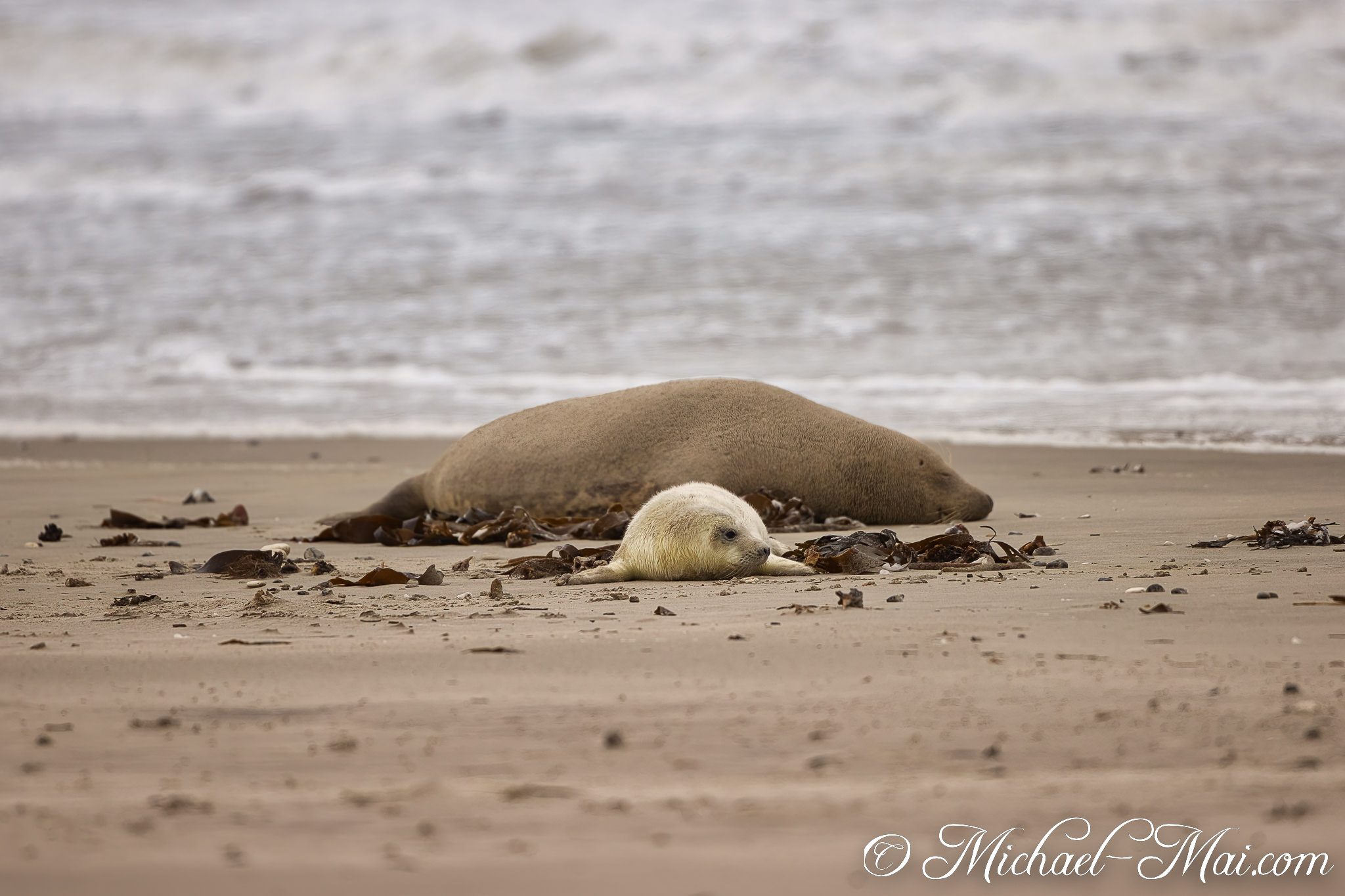 Beside a massive adult, a tiny pale pup nestles on the textured beach.