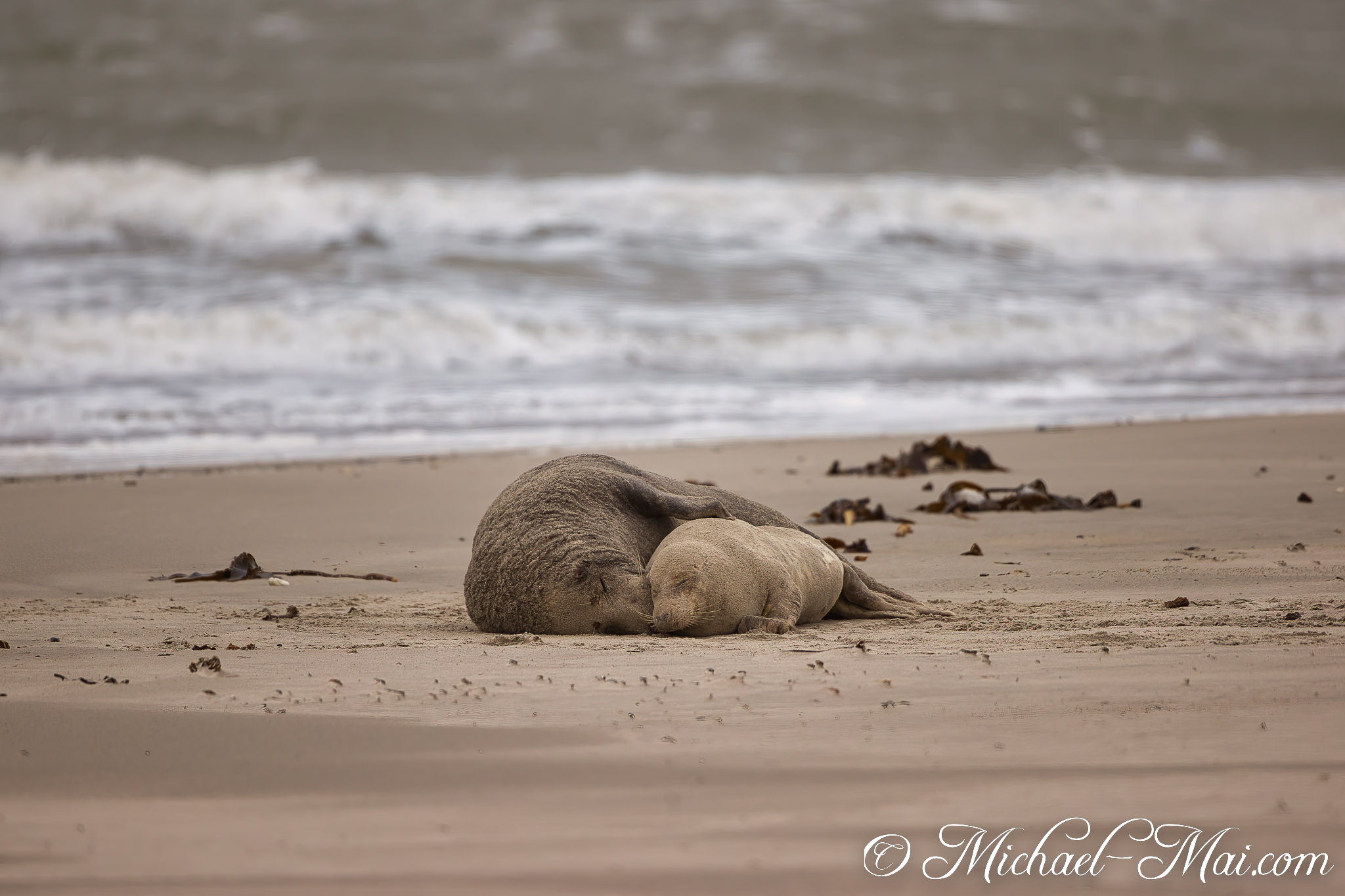 Shades of grey and cream, two seals lie intertwined on the expansive beach.
