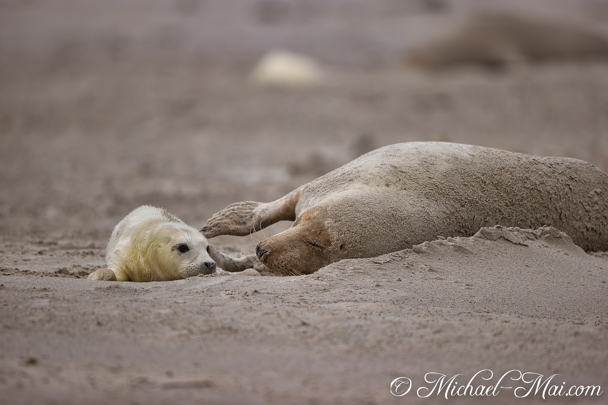 Alert pup observes the dozing adult, both covered in fine sand.