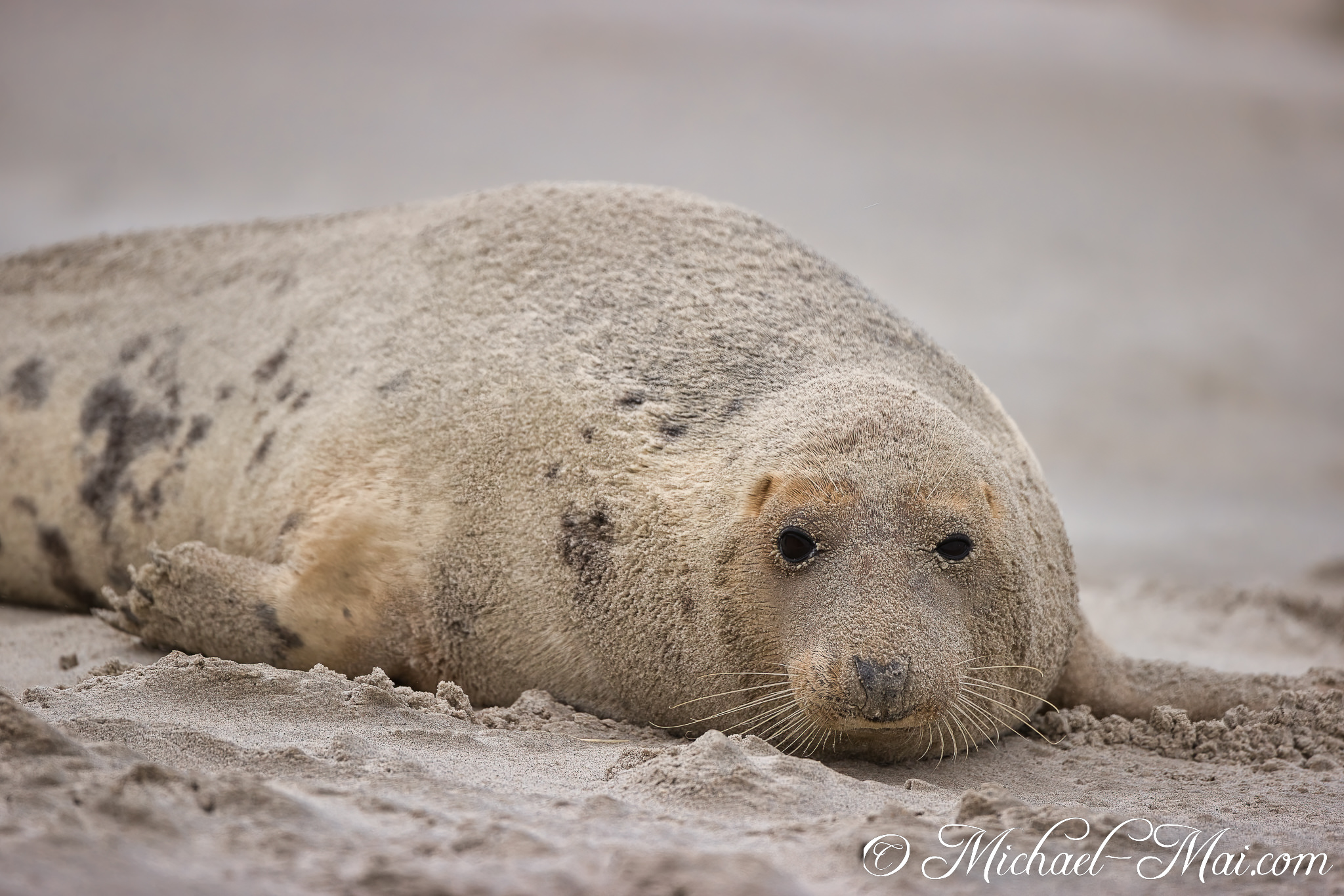 Cloaked in fine sand, this solitary seal offers a soft, watchful gaze.