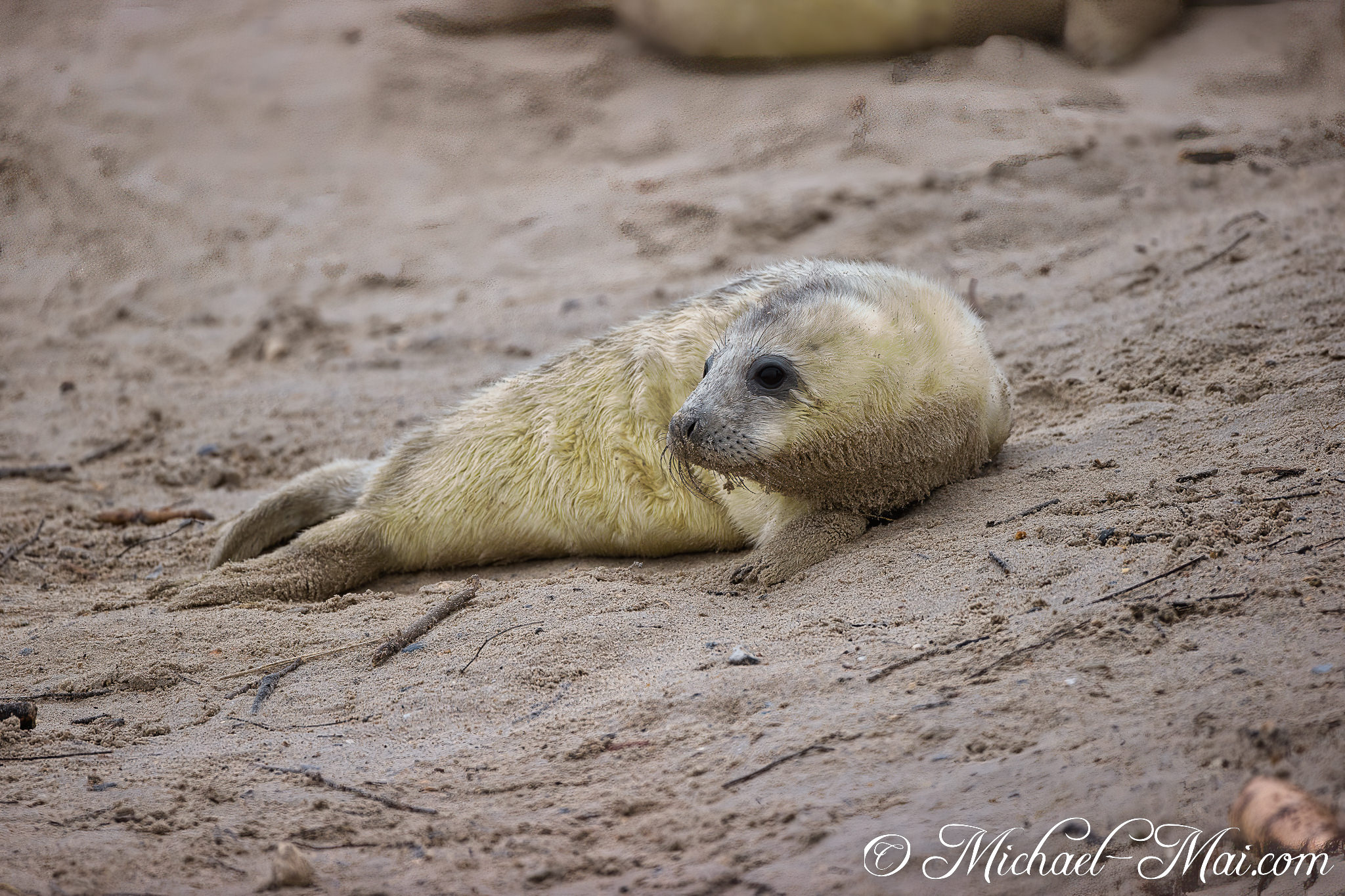 A young seal, face caked with sand, pauses to scan the shoreline.