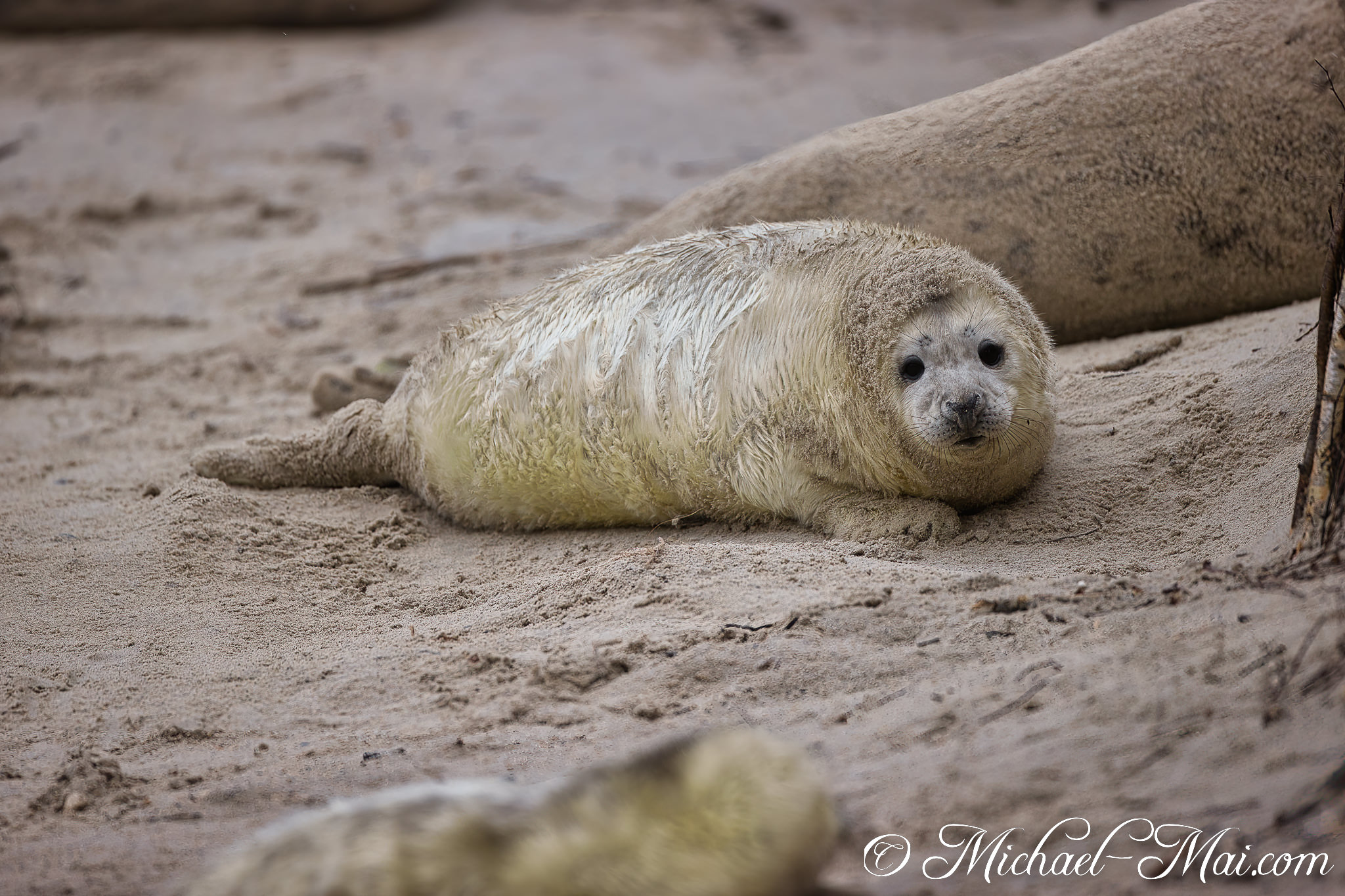 Softly observing, the young seal pup's sandy fur blends with the beach.