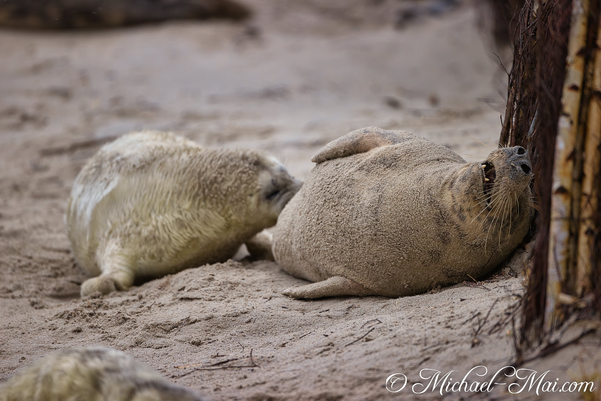 Yawning widely, an adult seal stretches beside a small pup on the gritty shore.