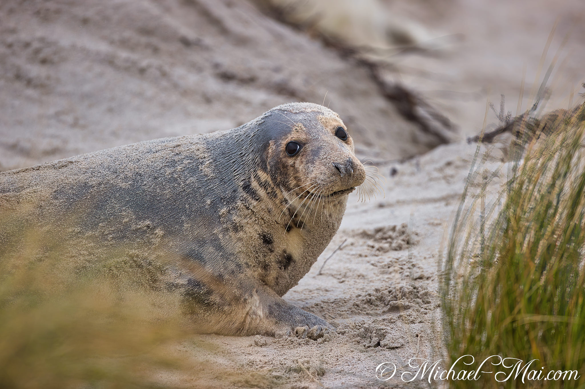 Damp fur clings with sand as this seal watches its surroundings.