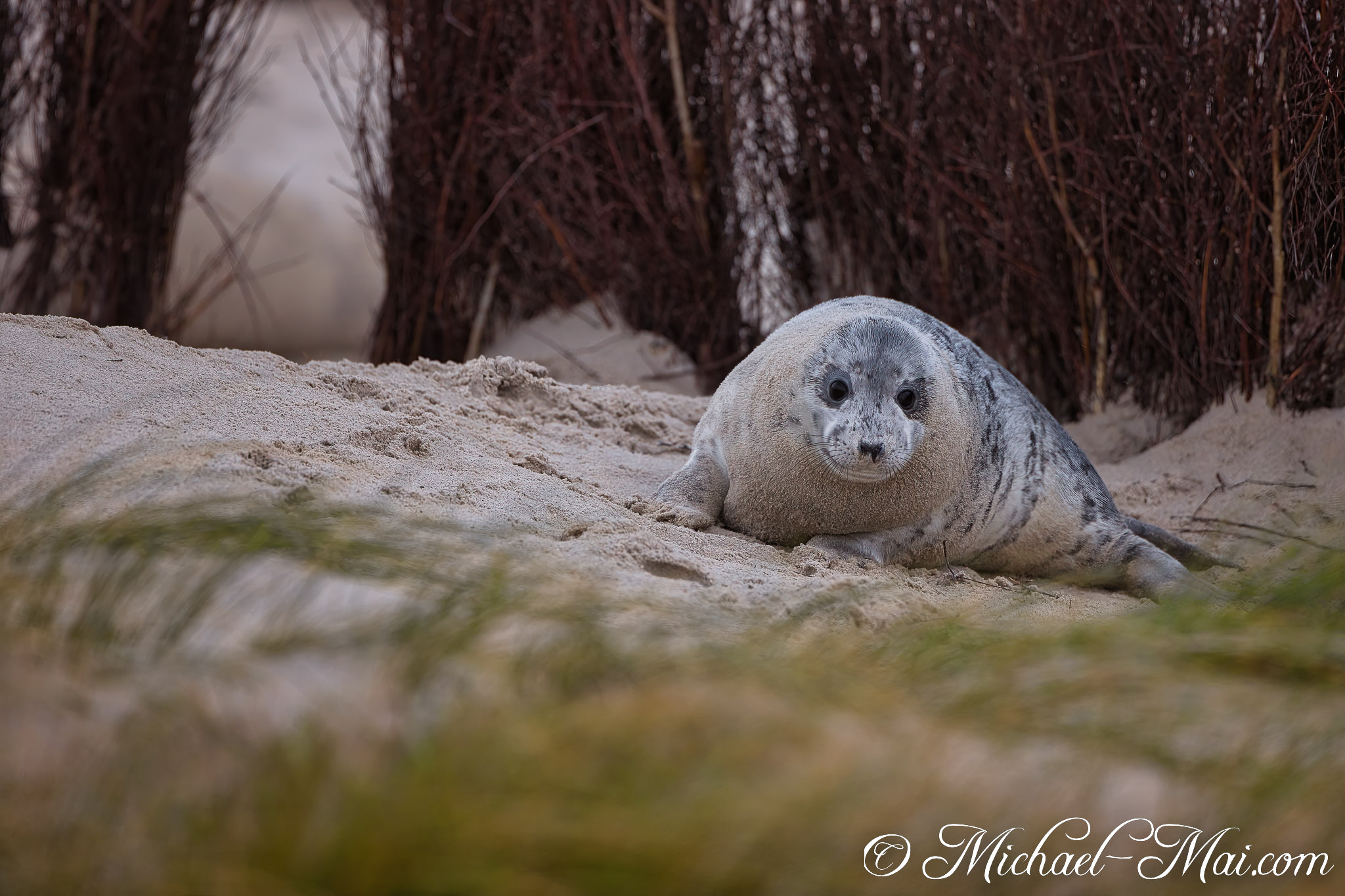 Directly focused, this compact pup settles low on the richly textured shore.