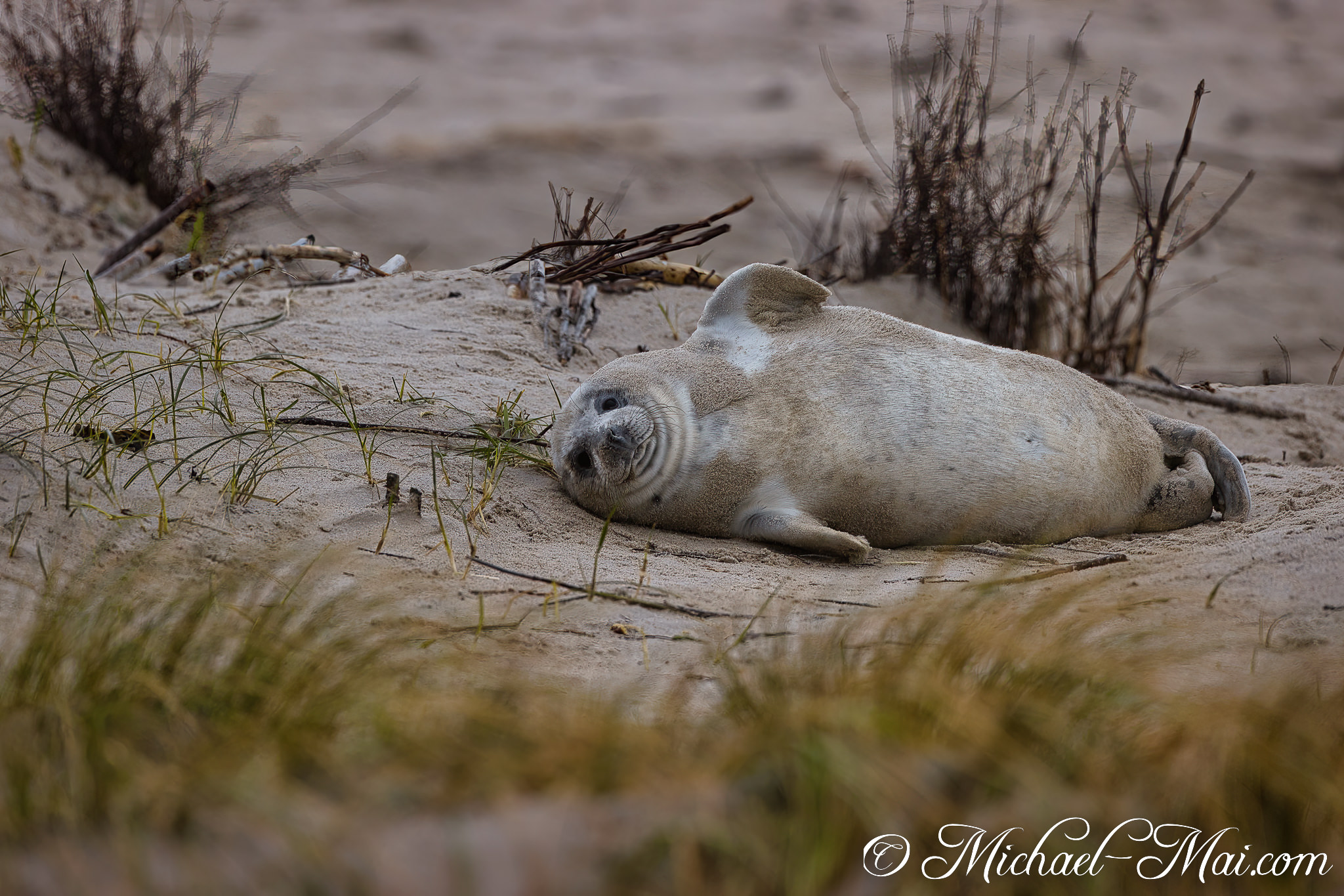 Reclining on the dune, this seal pup offers a soft, direct gaze.