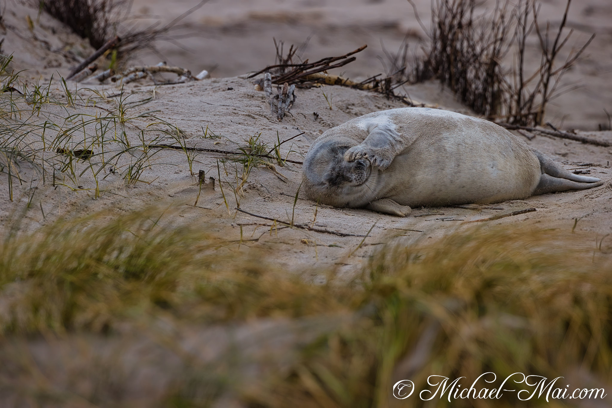With a flipper covering its eyes, the pup dozes on the warm shore.