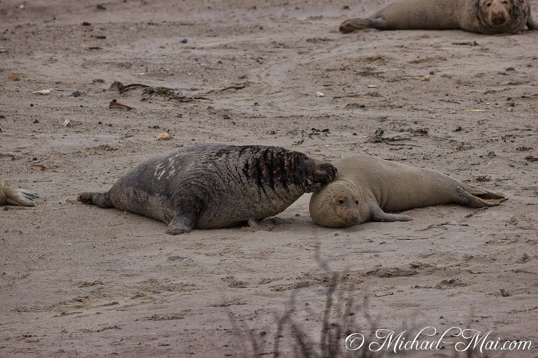 Gently nuzzling, a larger seal makes contact with its smaller companion on the textured shore.
