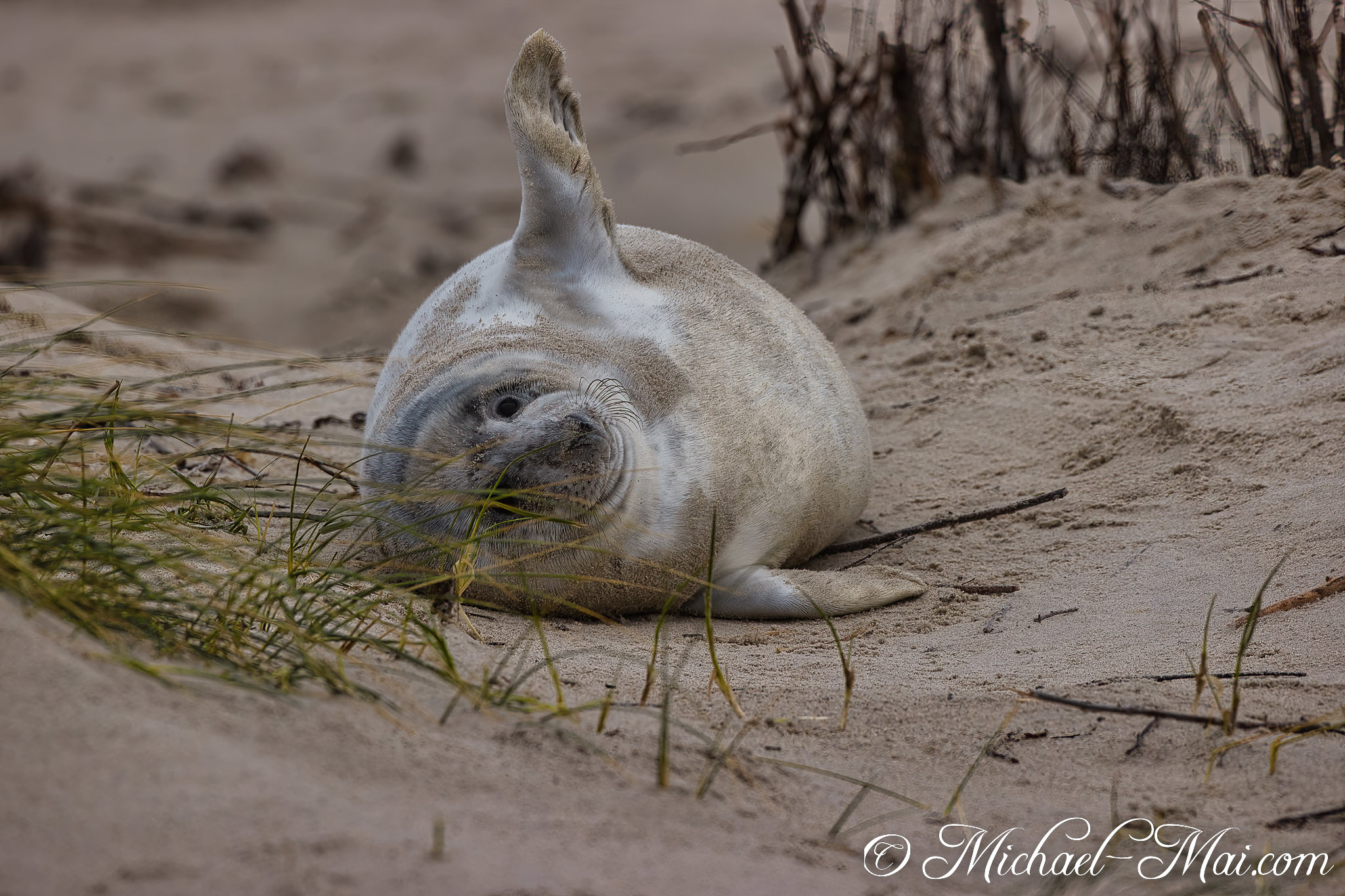 A plump seal pup sprawls in the sand, one flipper reaching upward.