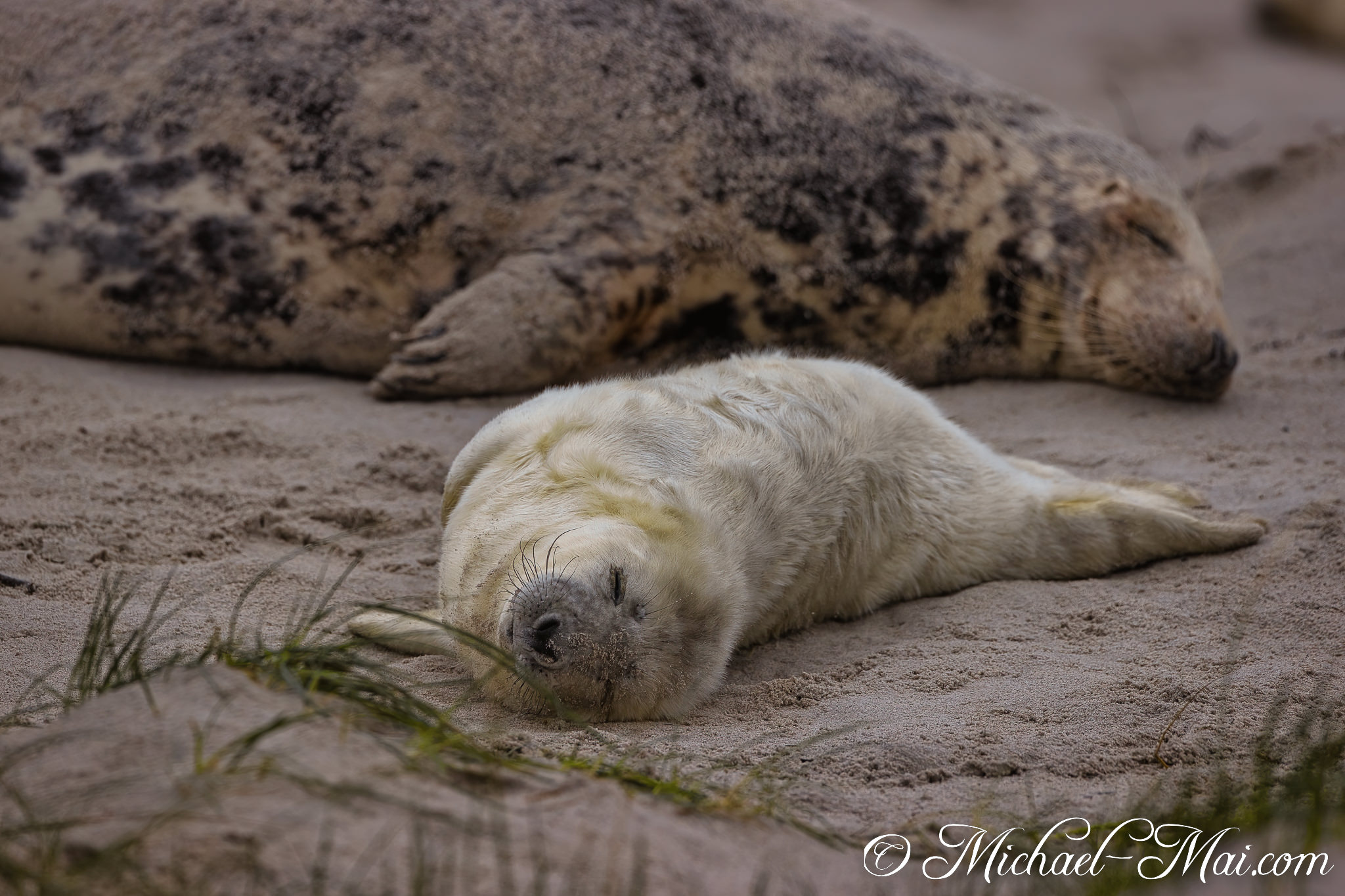 Soft white fur contrasts with textured sand as a vulnerable pup dozes deeply.