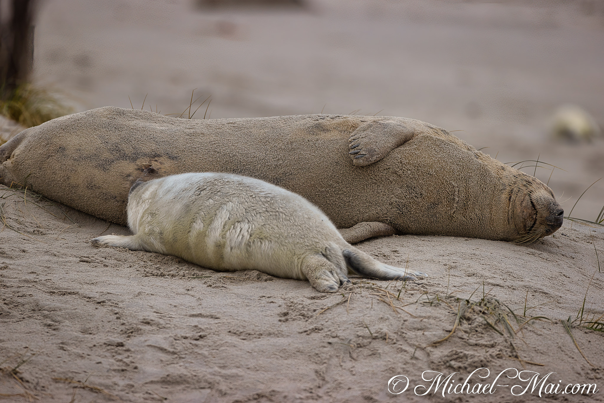 Nestled close, a smaller pup rests against the sand-dusted body of its parent.