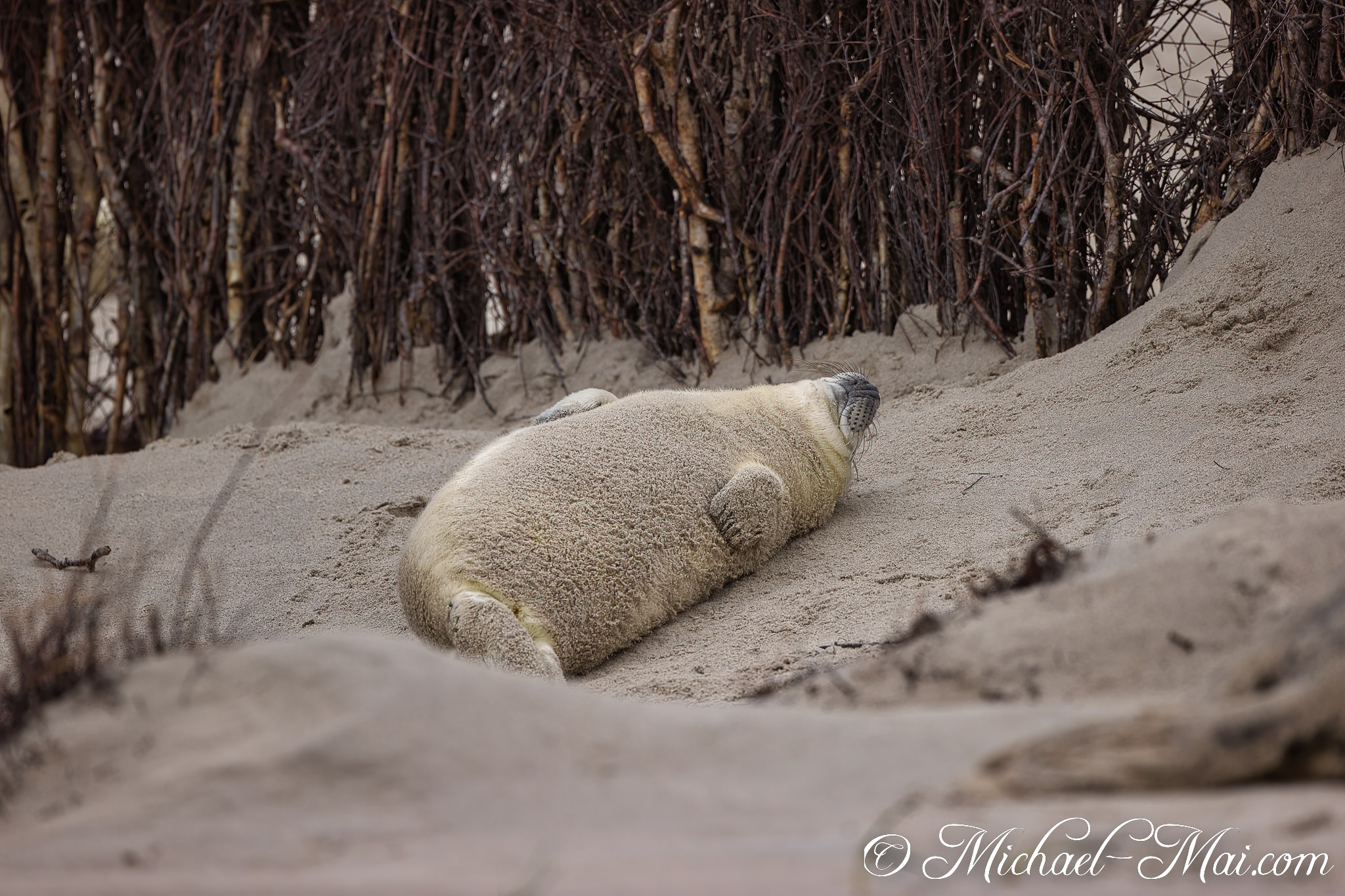 Belly up on the textured sand, a young pup relaxes in utter bliss.