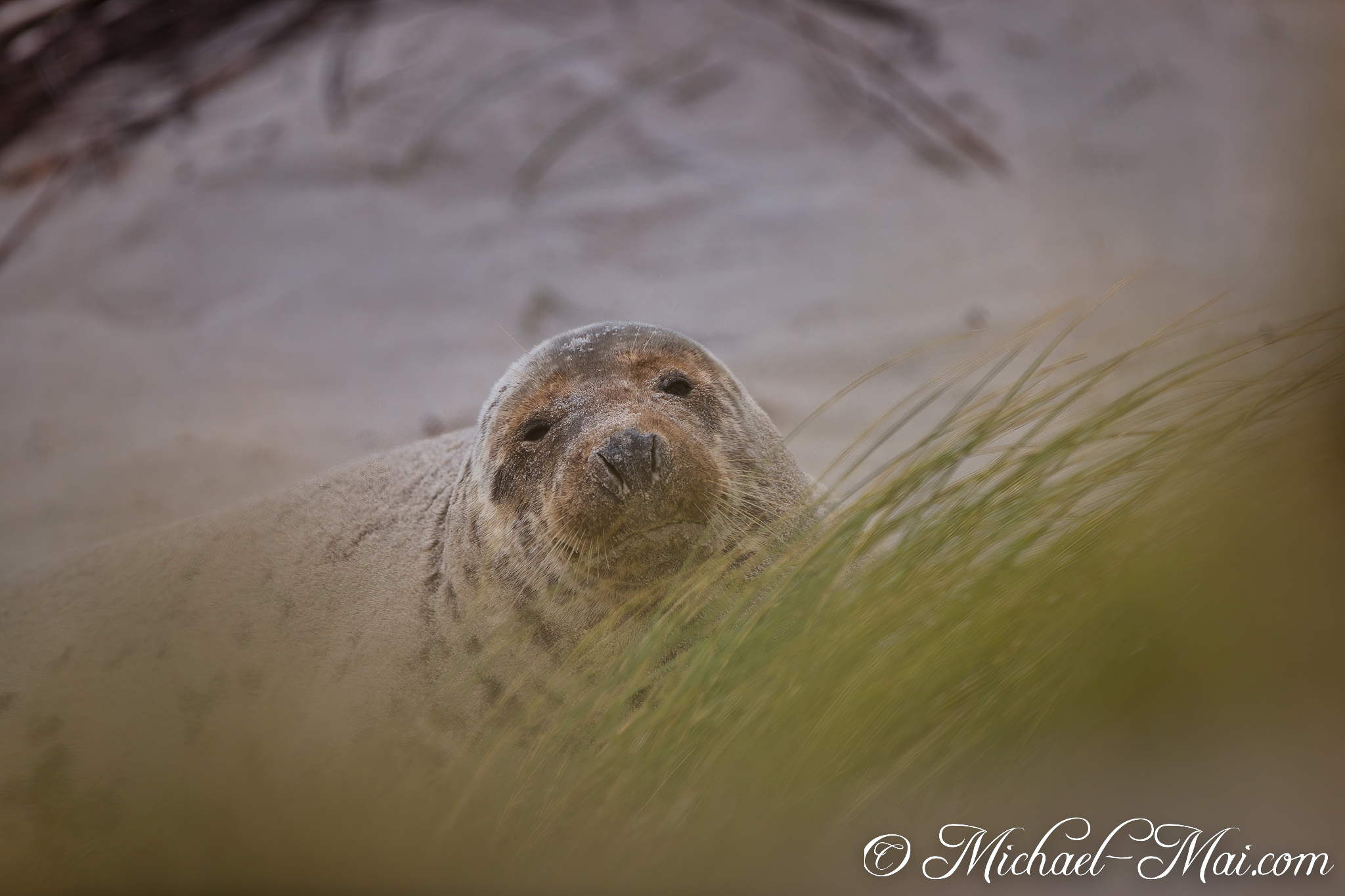 Partially concealed, a grey seal fixes a soft gaze from the dunes.