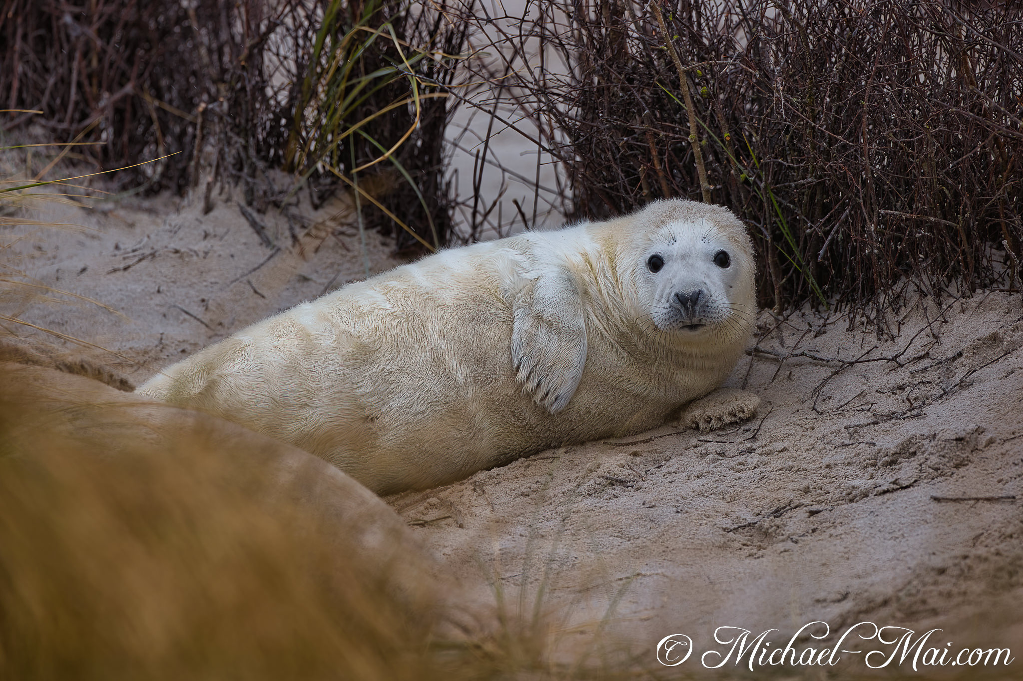 Peeking from the dunes, an innocent white seal pup stares with compelling dark eyes.
