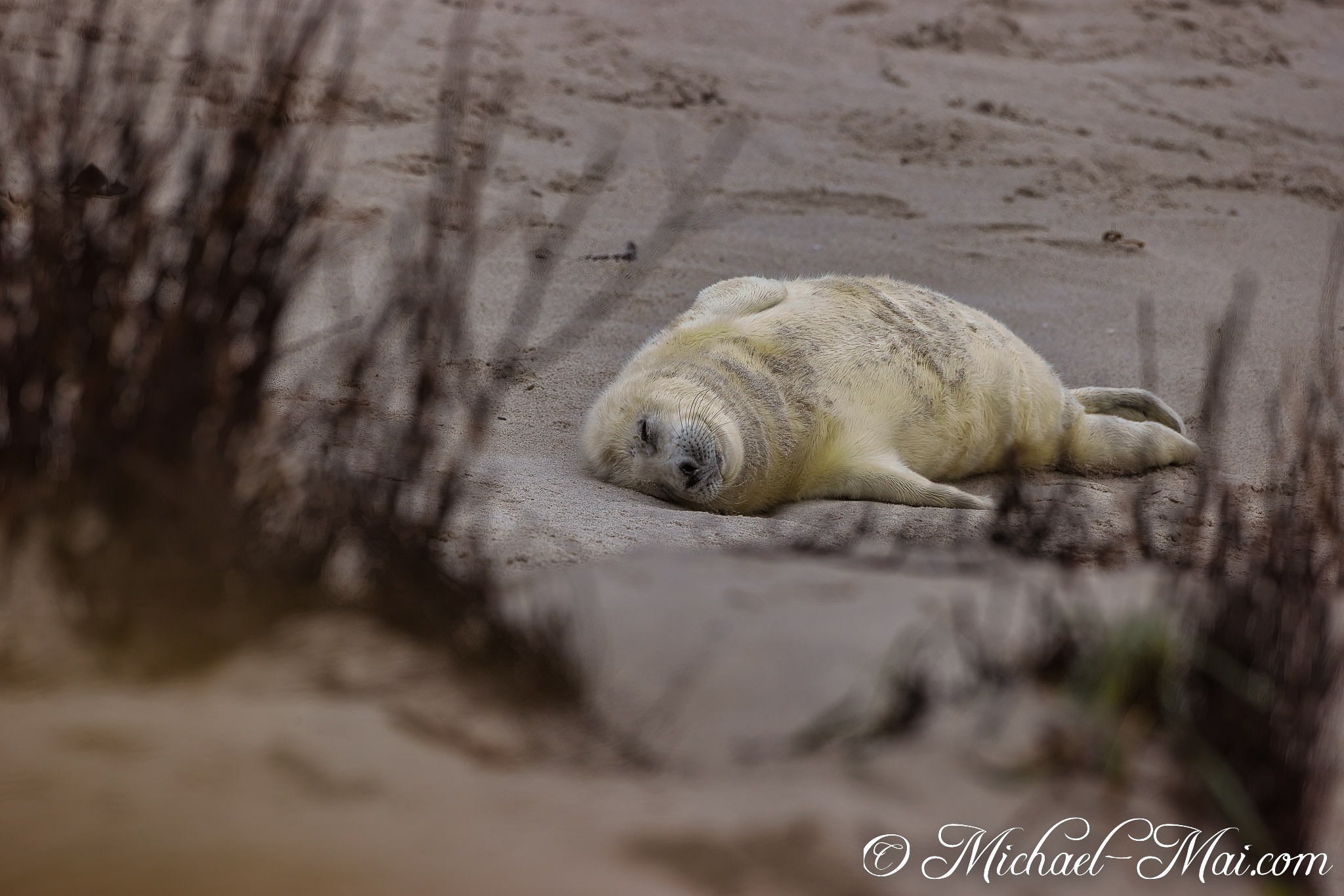 Unwinding completely, a tiny seal pup finds deep rest on the sun-warmed beach.