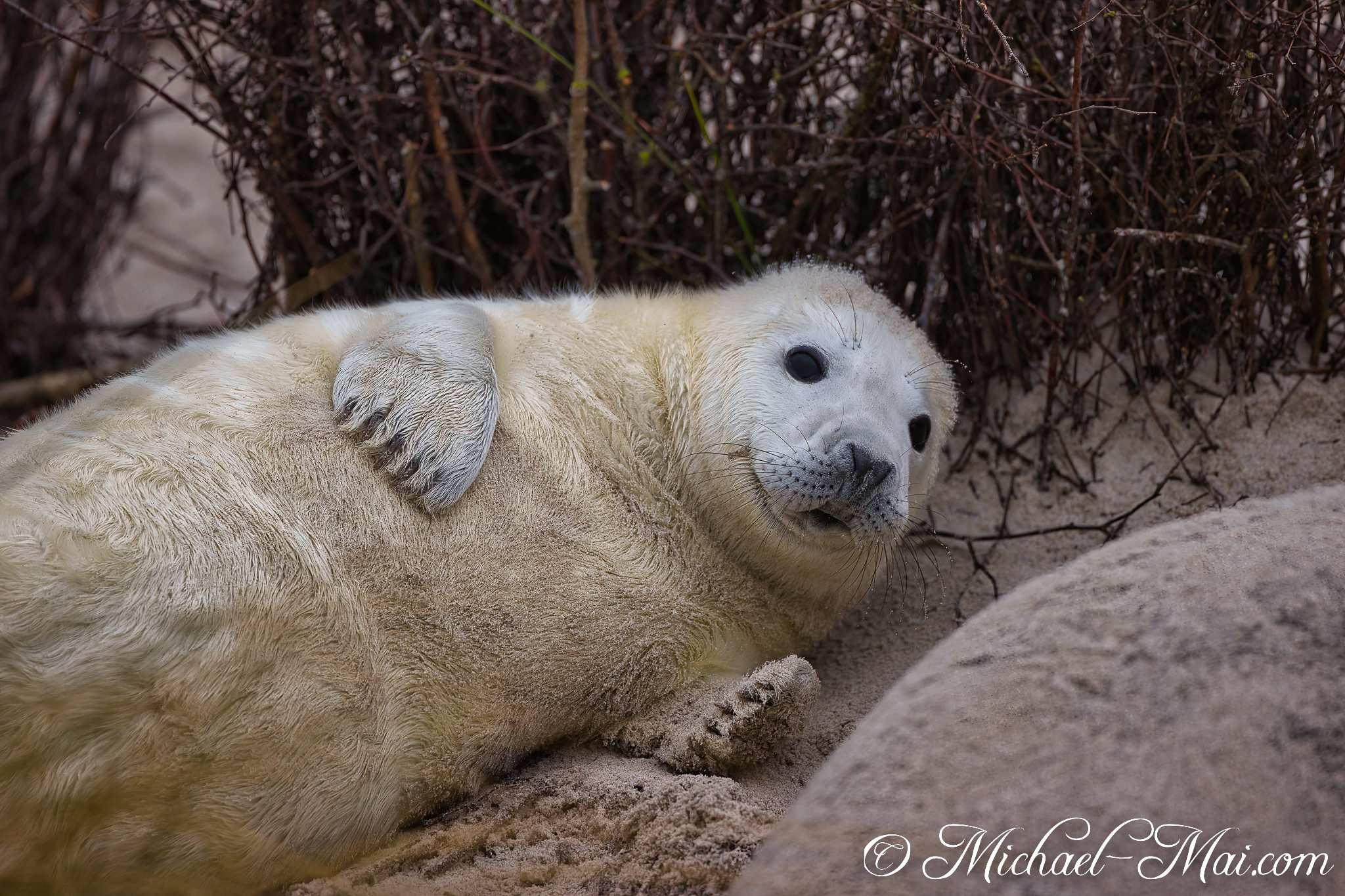 A white pup lifts its head, meeting the camera with an intense stare.