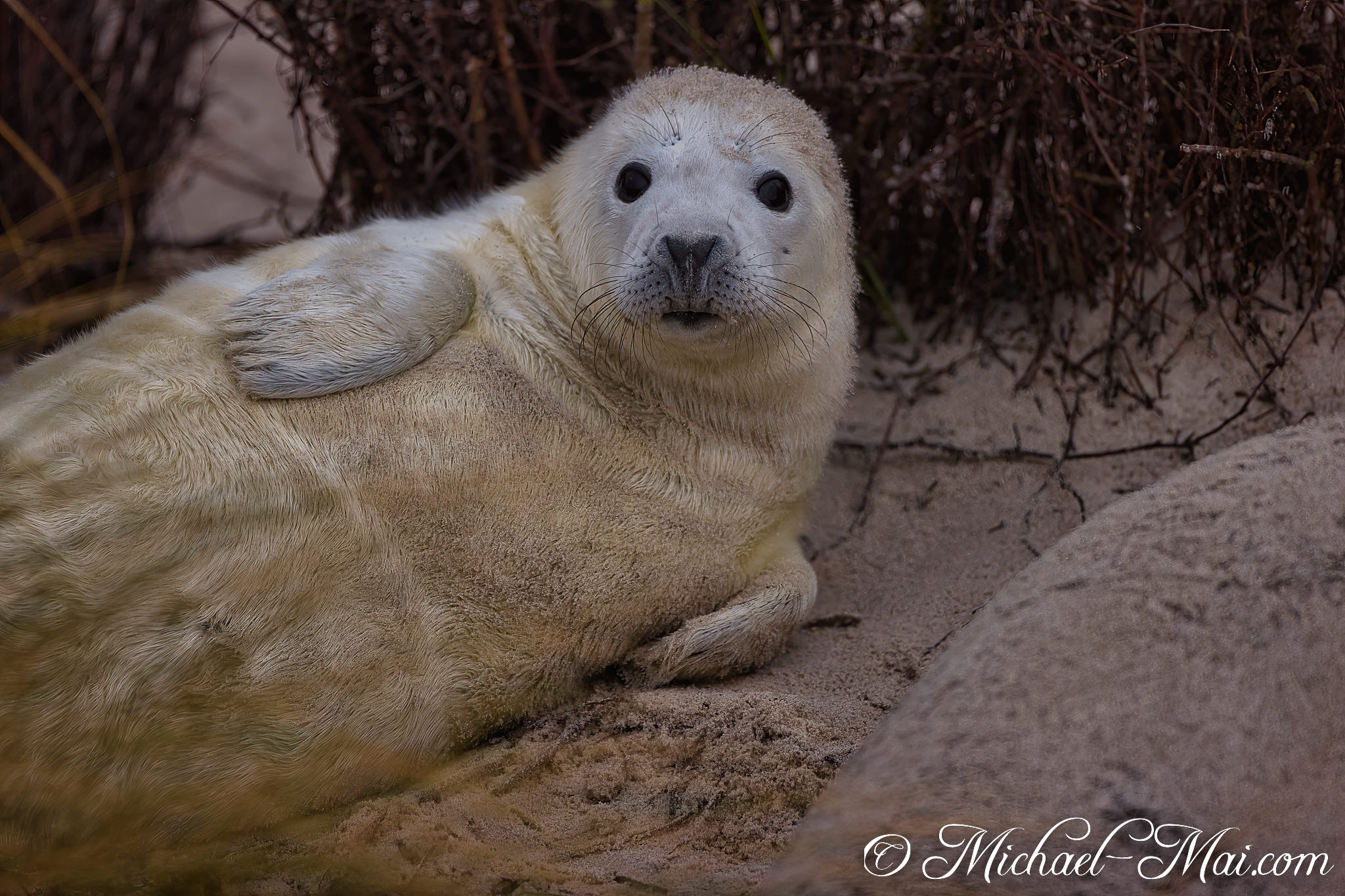 Observing its world, an alert white seal pup lies calmly on the sand.