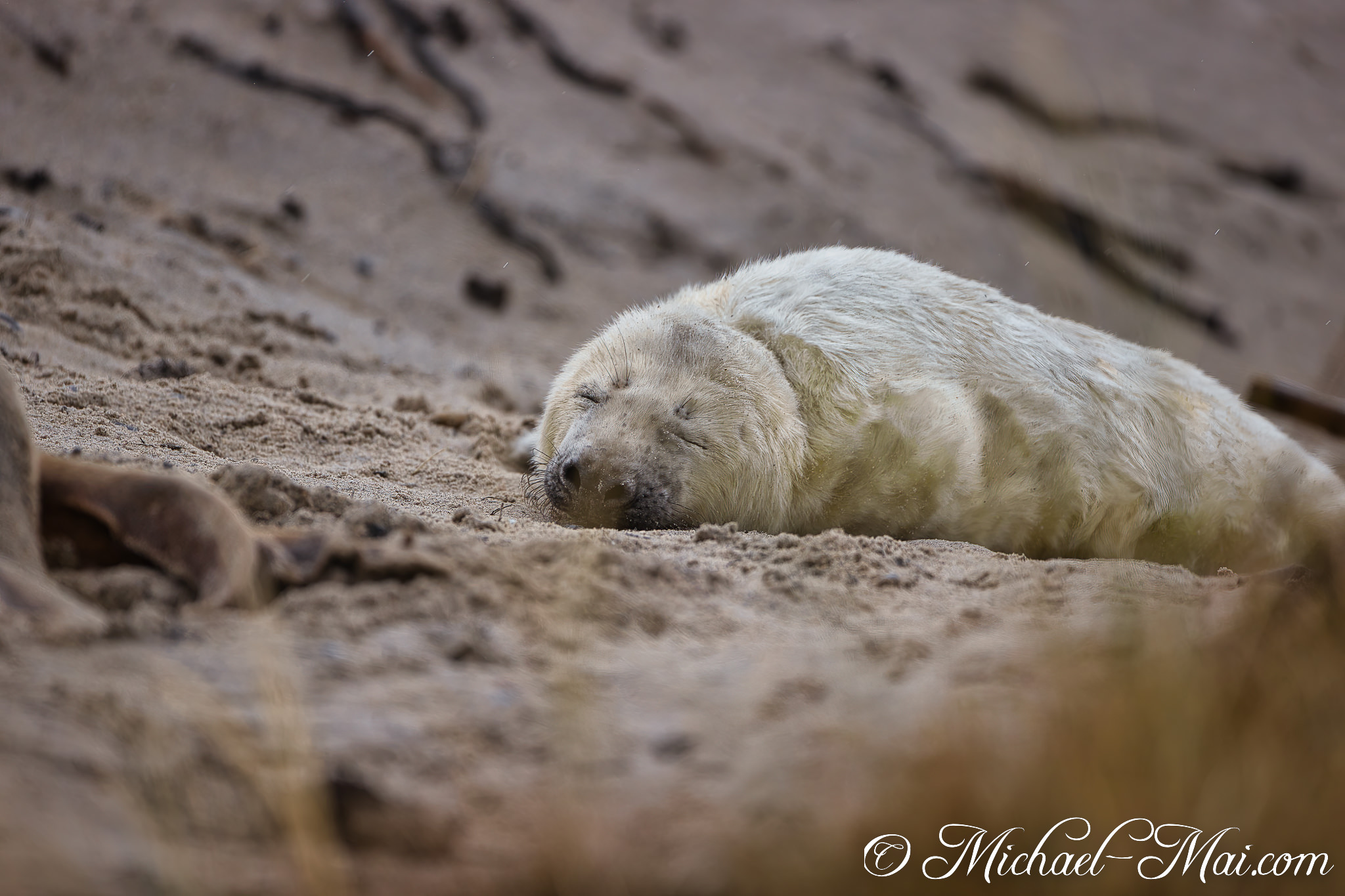Cocooned by soft fur, the little pup sleeps soundly on the textured sand.