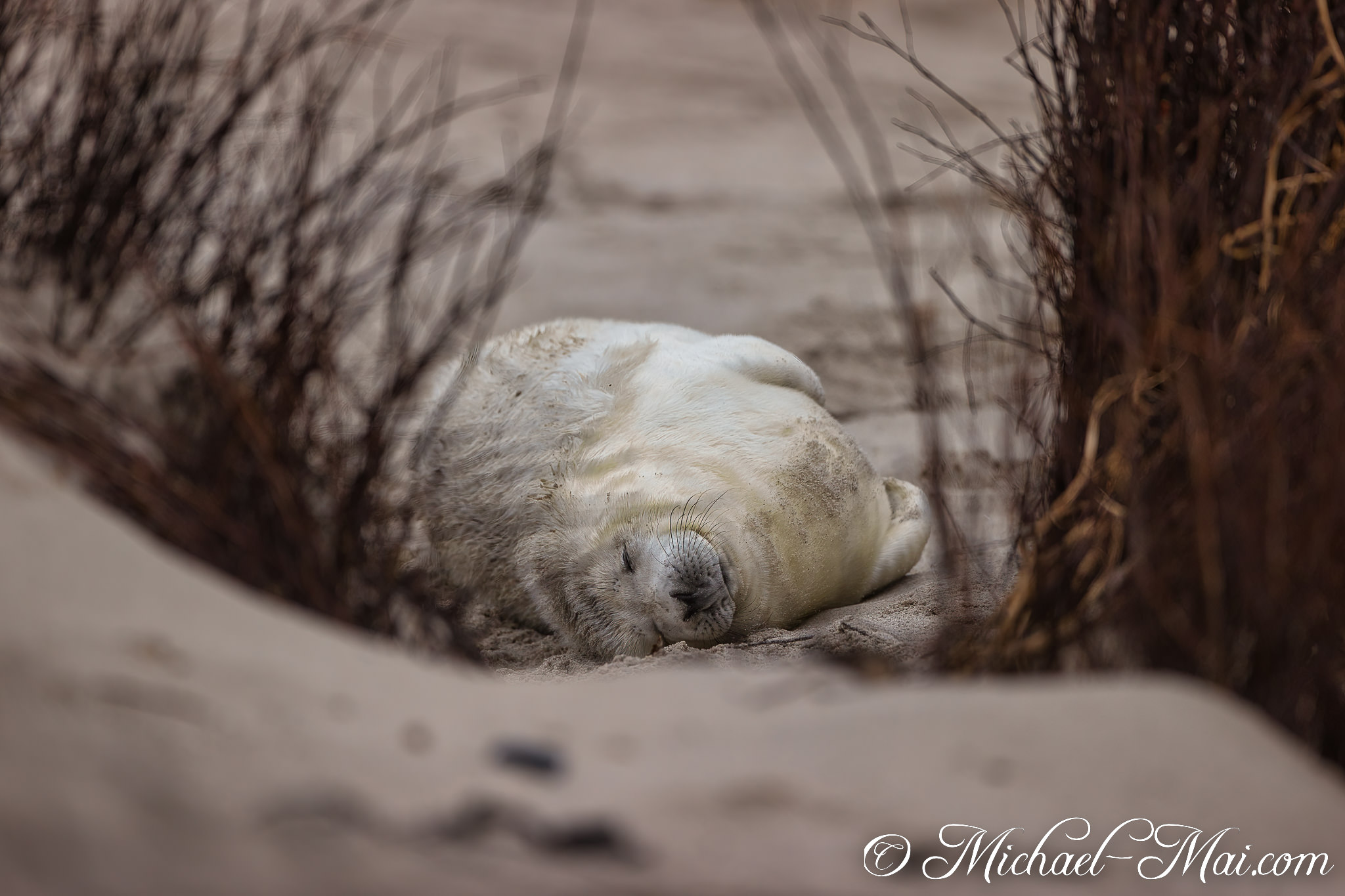 Nestled in sandy shelter, a young pup naps soundly, undisturbed on the shore.