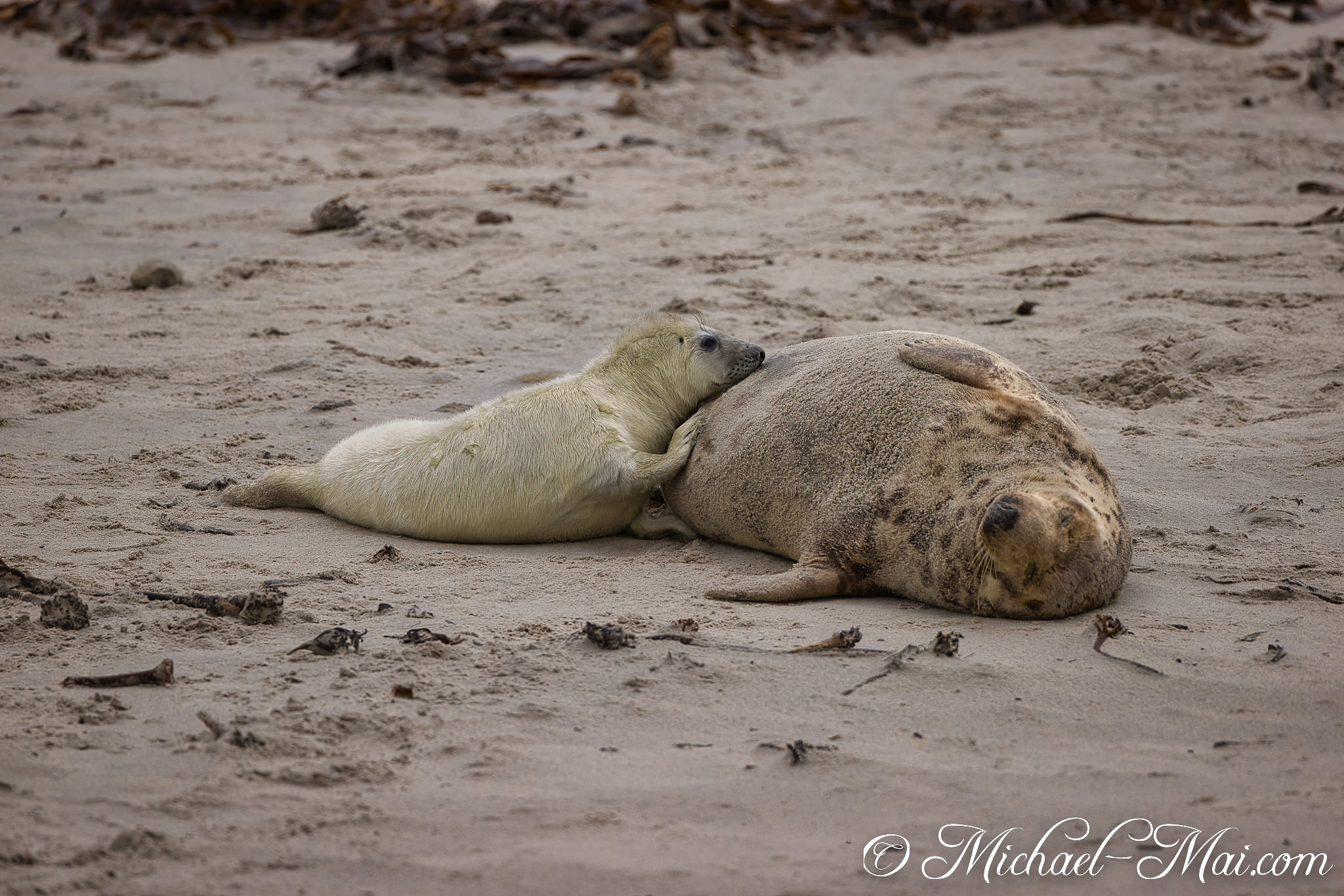 Comforting closeness as a white pup nuzzles its adult on the shore.