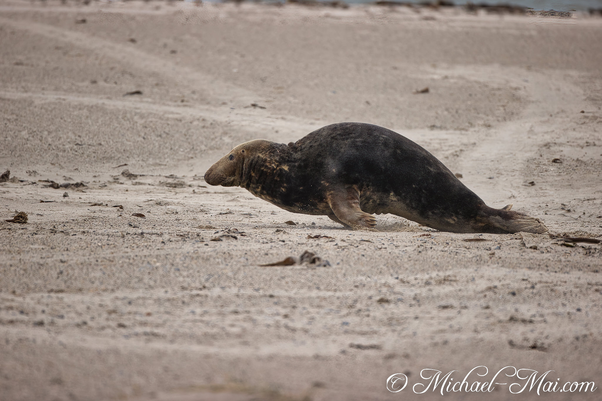 Pushing across the sand, a powerful grey seal advances determinedly.