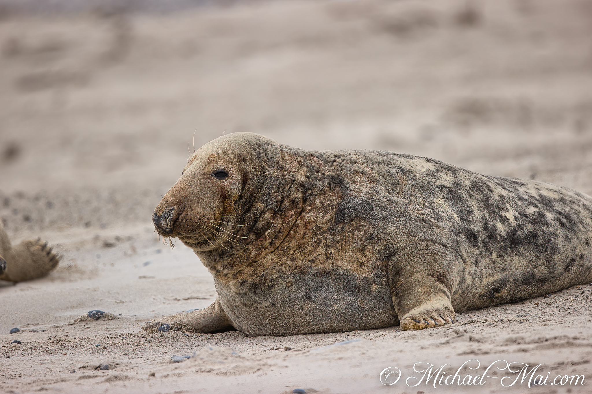 Observing the quiet beach, this grey seal's rich, mottled fur stands out.