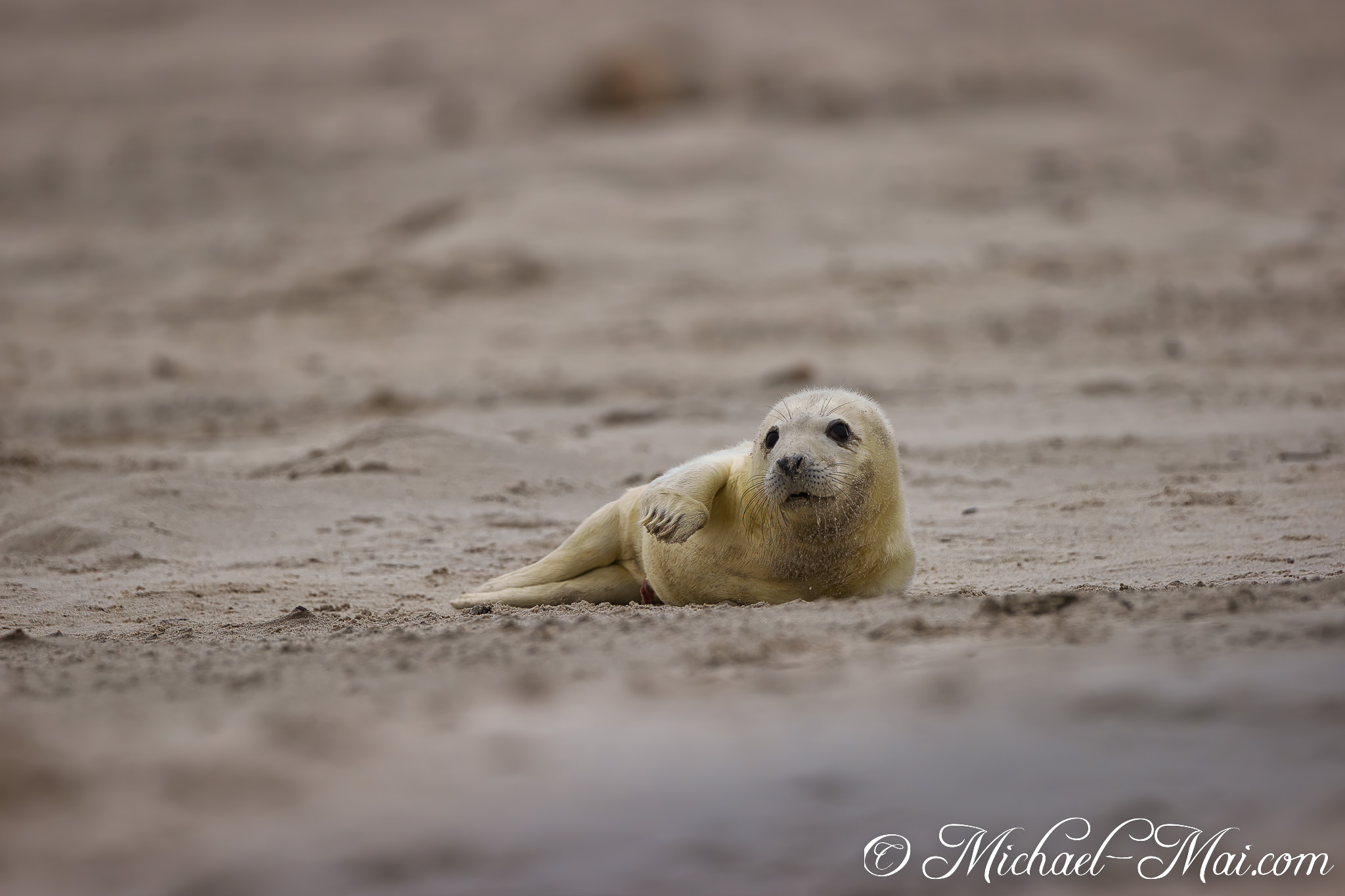 Eyes wide and body alert, a young seal pup poses on the soft sand.